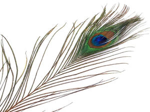 Pene de păun naturale premium - Pene decorative lungi (70-110 cm) pentru artizanat, decorațiuni interioare și aranjamente florale