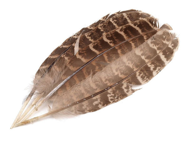 Pene decorative naturale de fazan (10–18 cm) pentru artizanat, galanterie și crearea de bijuterii