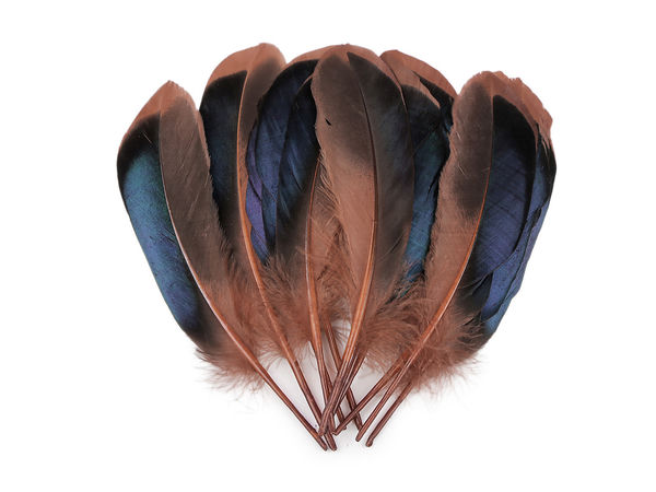 Pene decorative de rață premium (13-15 cm) pentru galanterie, costume și artă florală - set de 20 bucăți