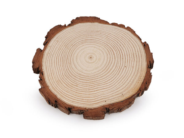 Felie rotundă din lemn natural cu scoarță (Ø14) - Disc din lemn nefinisat pentru proiecte handmade, suporturi de pahare și decorațiuni rustice