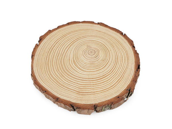 Disc din lemn natural nefinisat - Felie rotundă din creangă cu scoarță, 16 cm, pentru proiecte de lucru manual, suporturi rustice și decorațiuni interioare